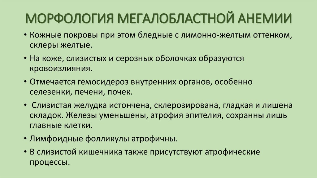 МОРФОЛОГИЯ МЕГАЛОБЛАСТНОЙ АНЕМИИ