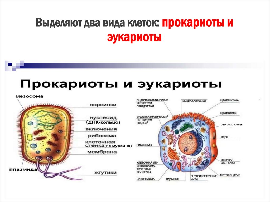 Выделяют два вида клеток: прокариоты и эукариоты