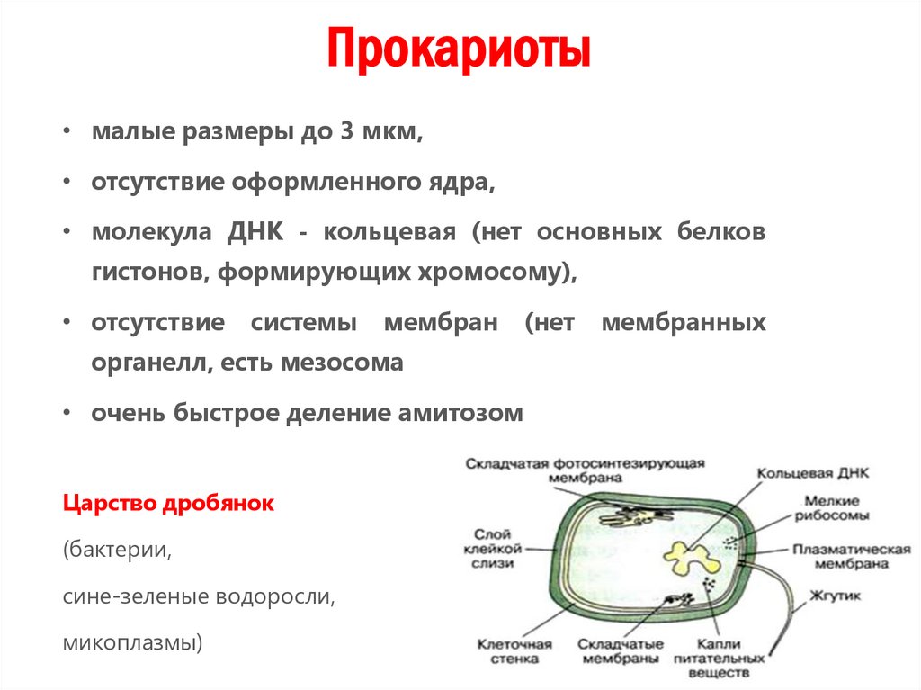 Прокариоты