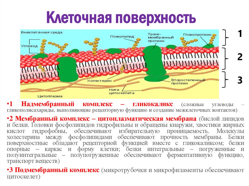 Клеточная поверхность