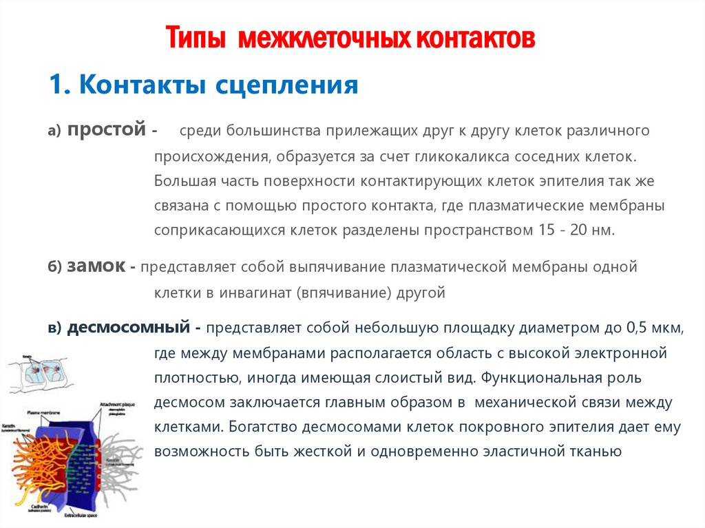 Типы межклеточных контактов