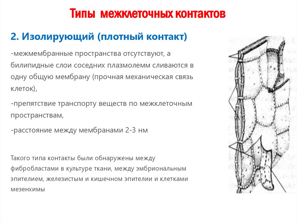 Типы межклеточных контактов
