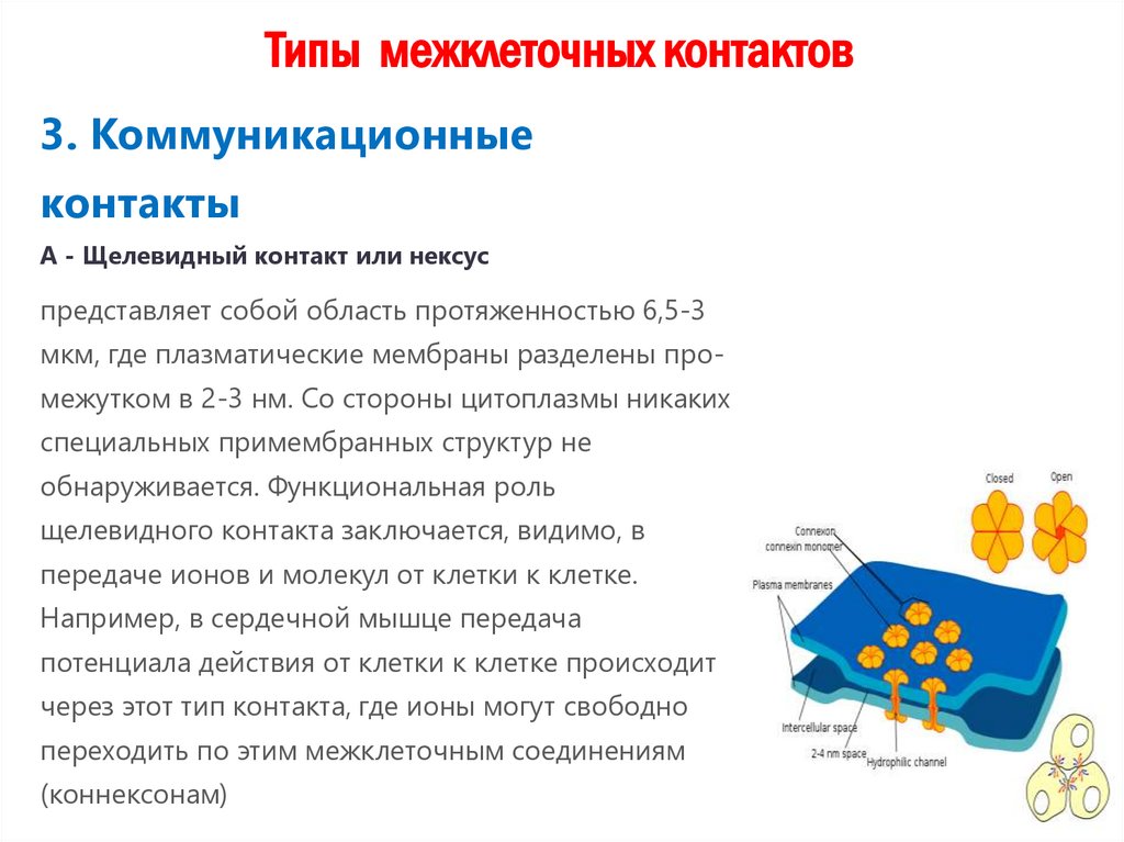 Типы межклеточных контактов