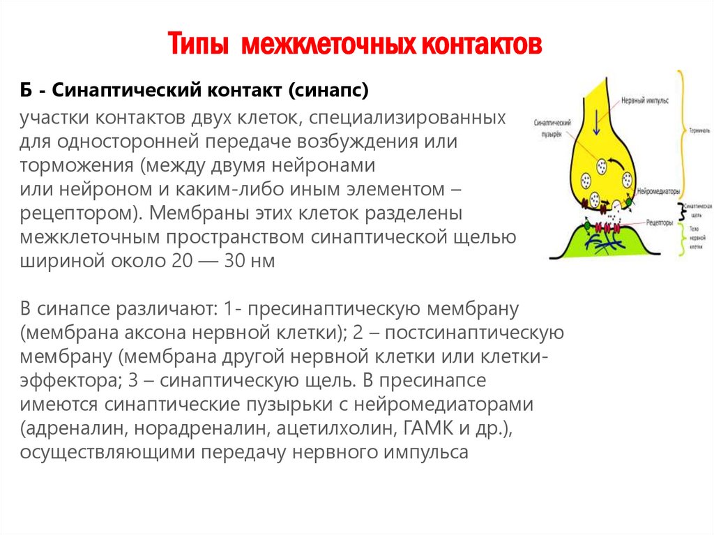 Типы межклеточных контактов