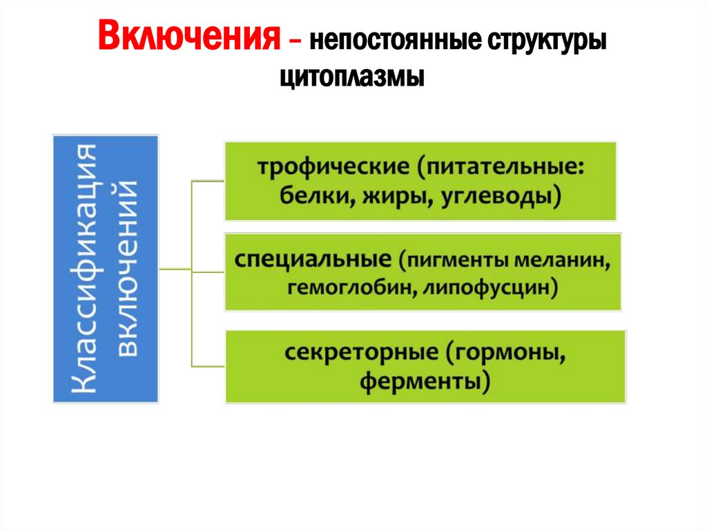 Включения – непостоянные структуры цитоплазмы