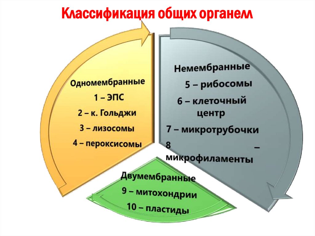 Классификация общих органелл