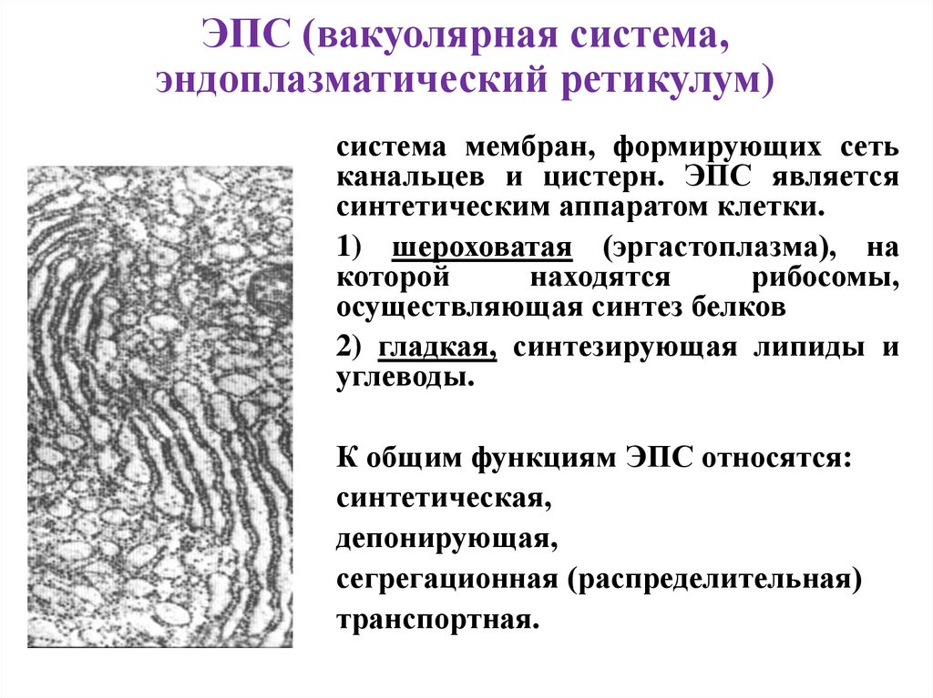 ЭПС (вакуолярная система, эндоплазматический ретикулум)