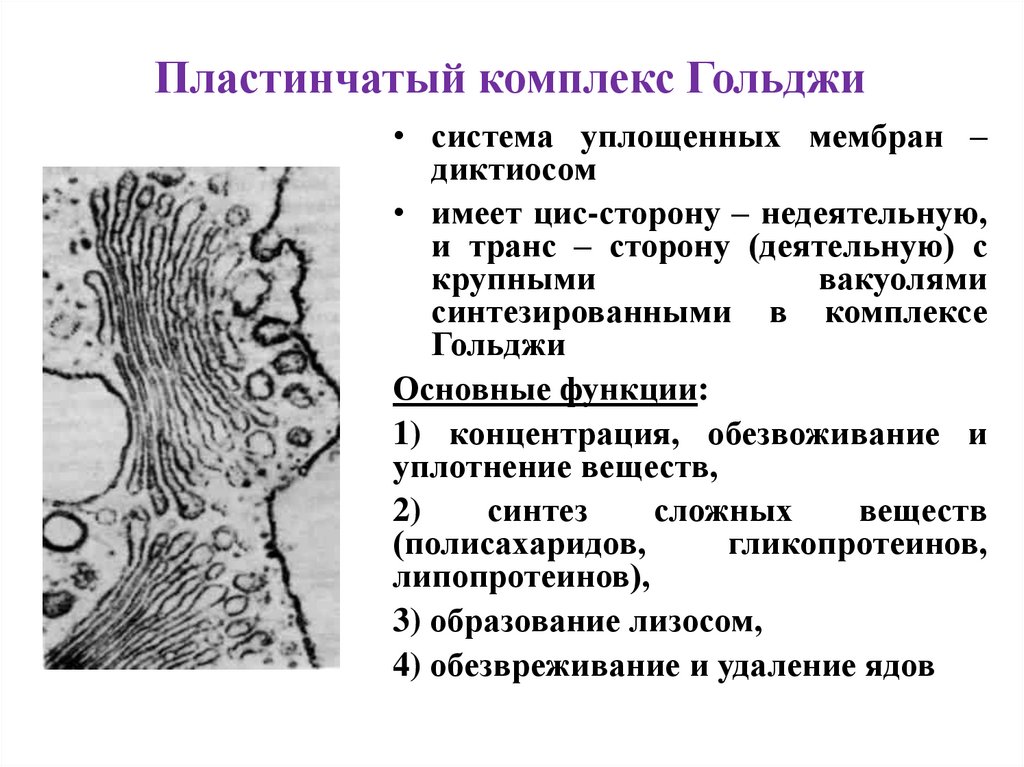 Пластинчатый комплекс Гольджи