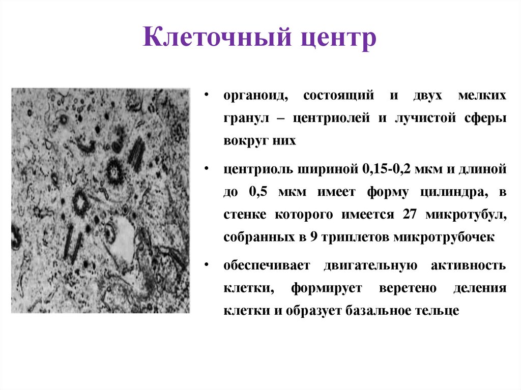 Клеточный центр