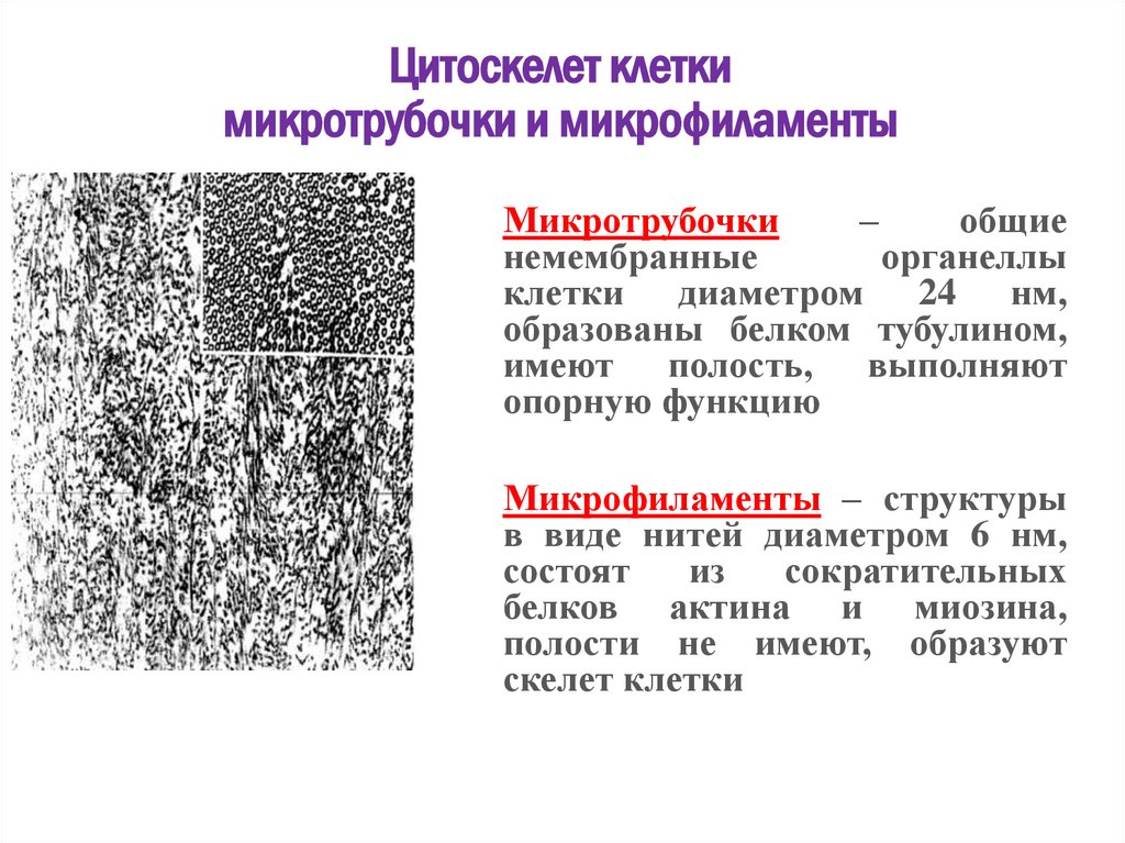Цитоскелет клетки микротрубочки и микрофиламенты