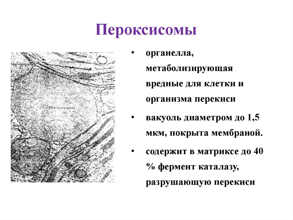 Пероксисомы