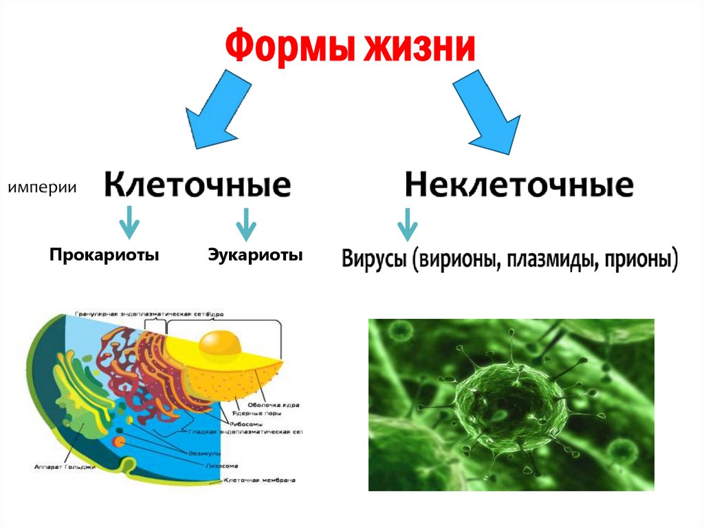 Формы жизни