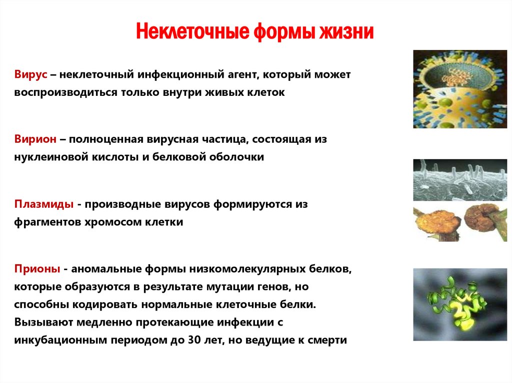 Неклеточные формы жизни