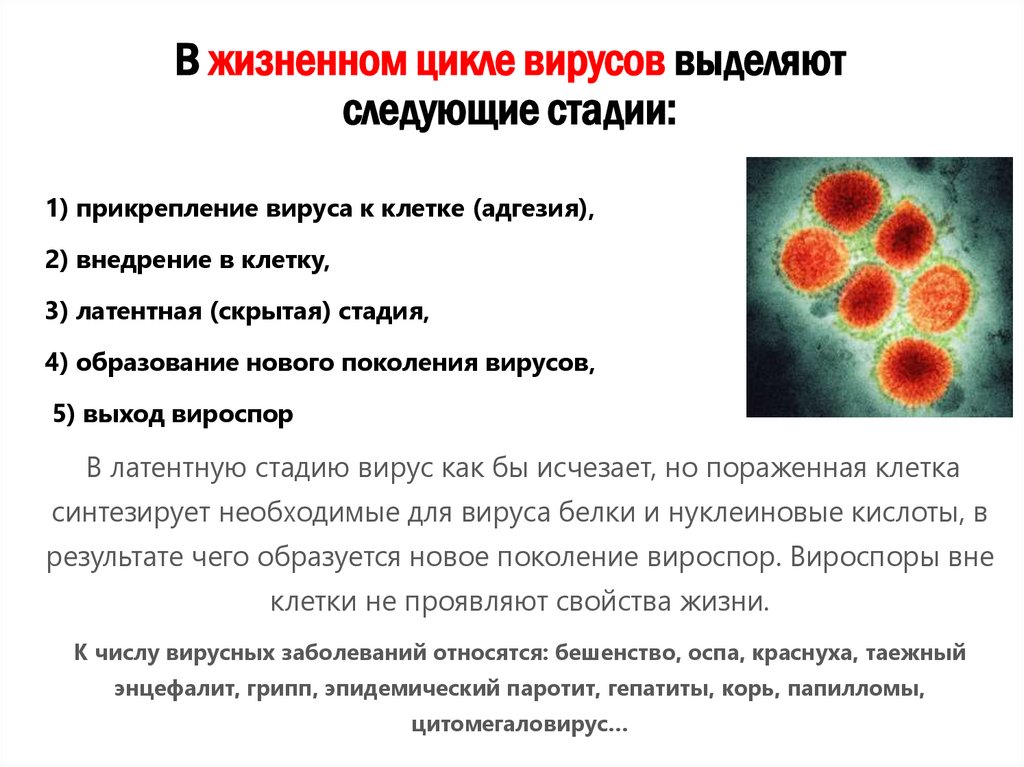 В жизненном цикле вирусов выделяют следующие стадии: