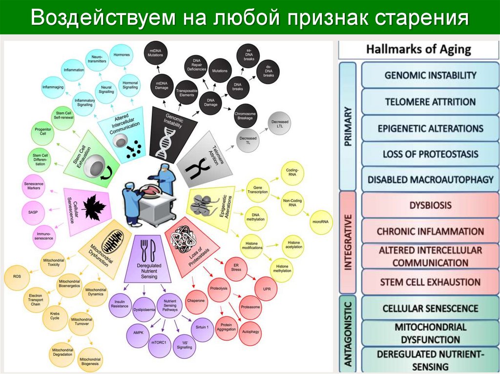 Воздействуем на любой признак старения
