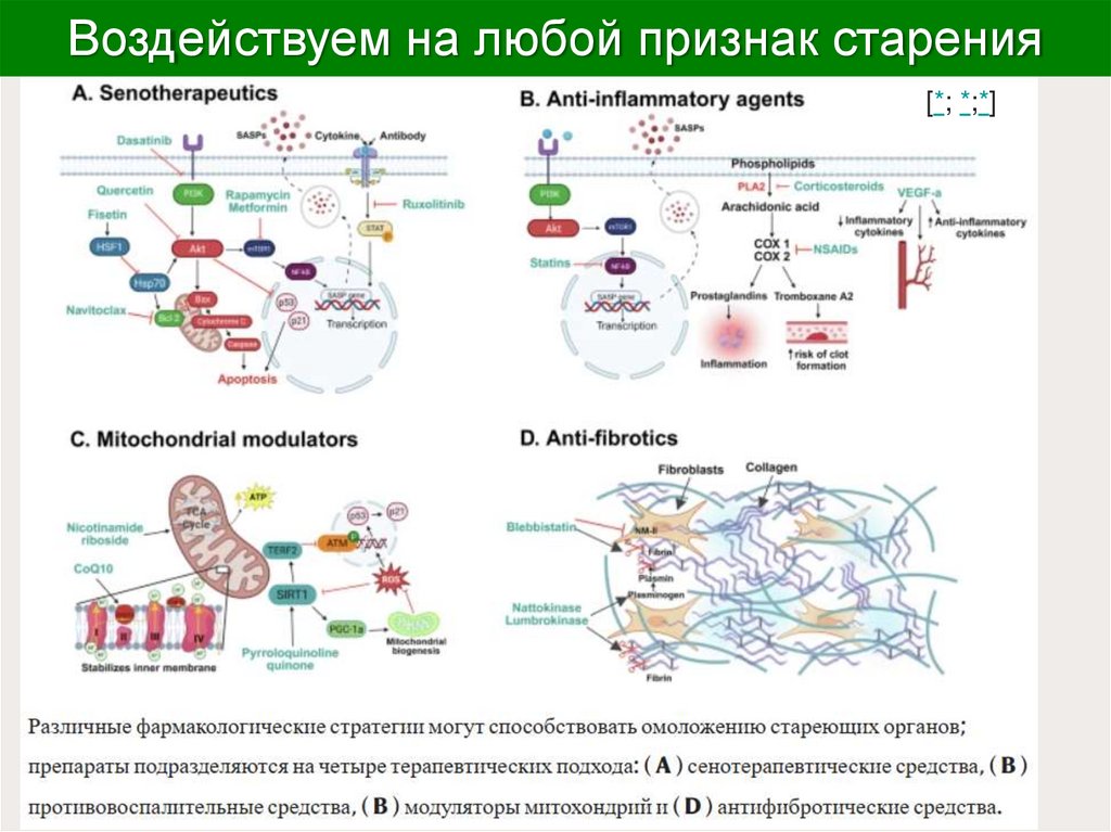 Воздействуем на любой признак старения