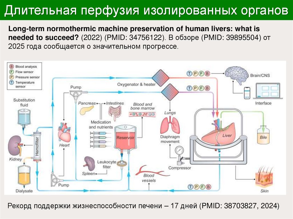 Длительная перфузия изолированных органов
