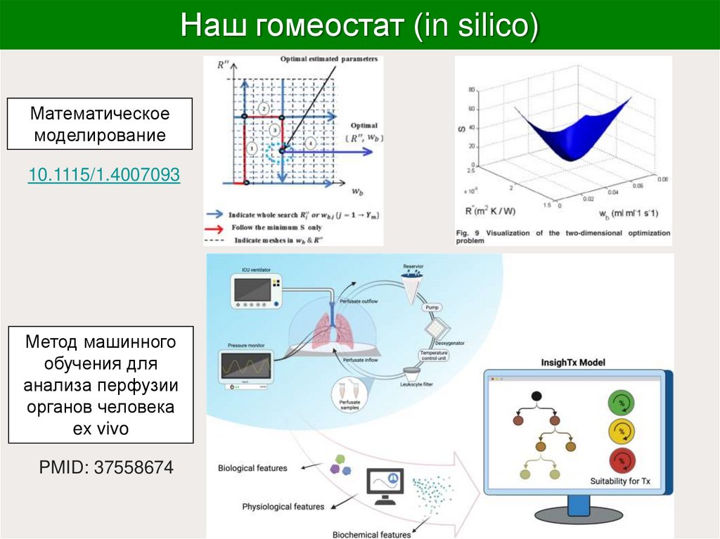 Наш гомеостат (in silico)