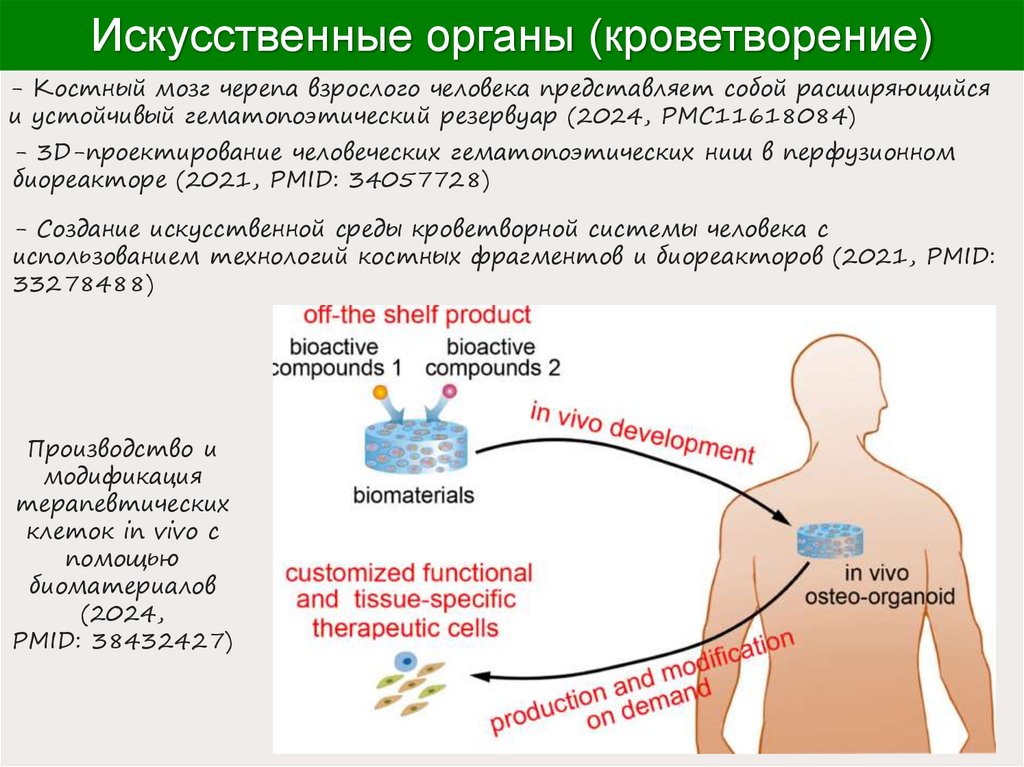Искусственные органы (кроветворение)