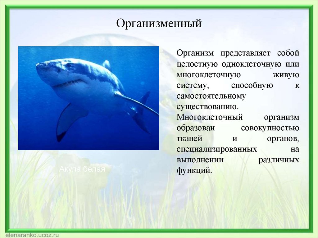 Организменный