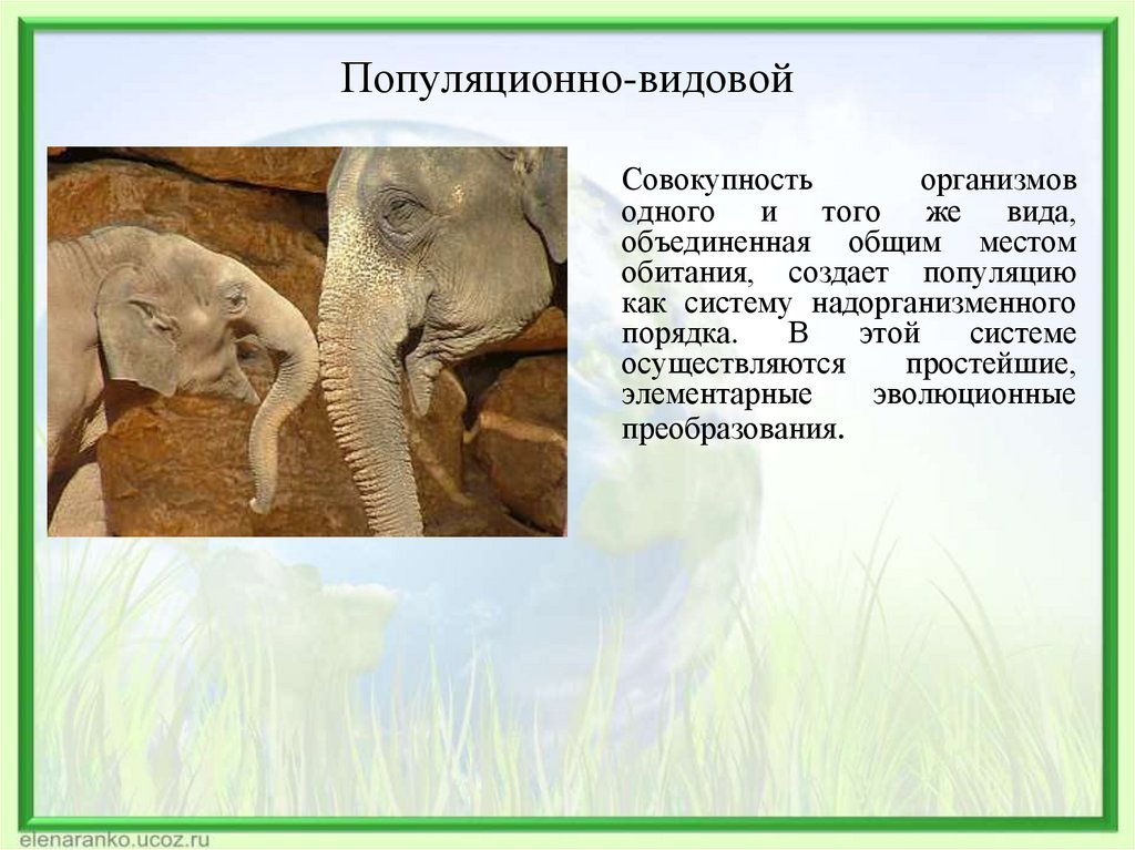 Популяционно-видовой