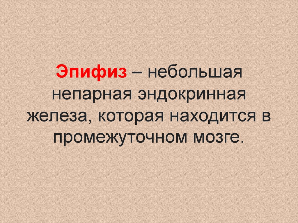 Эпифиз – небольшая непарная эндокринная железа, которая находится в промежуточном мозге.