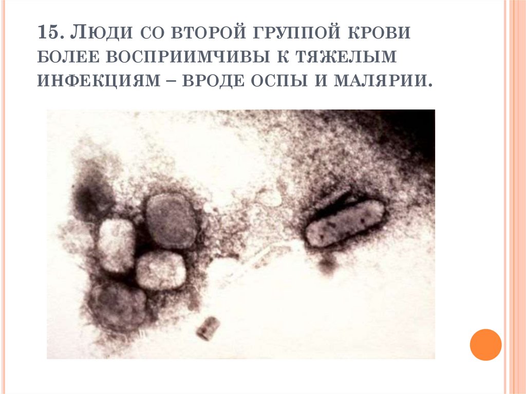 15. Люди со второй группой крови более восприимчивы к тяжелым инфекциям – вроде оспы и малярии.