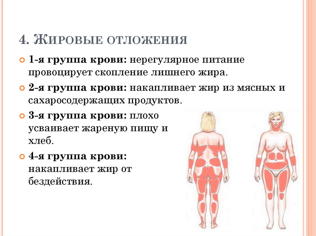 4. Жировые отложения