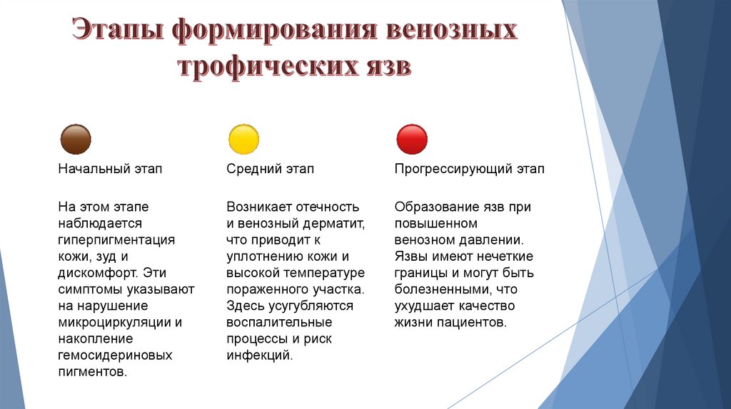 Этапы формирования венозных трофических язв