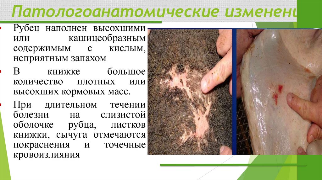 Патологоанатомические изменения