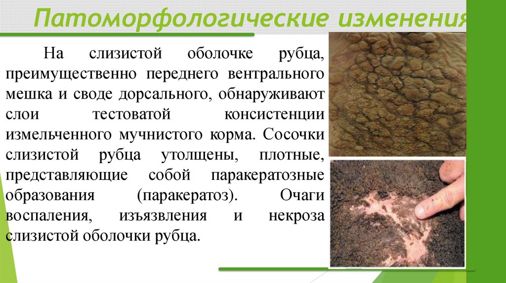 Патоморфологические изменения