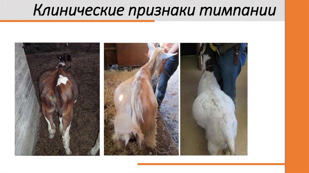 Клинические признаки тимпании