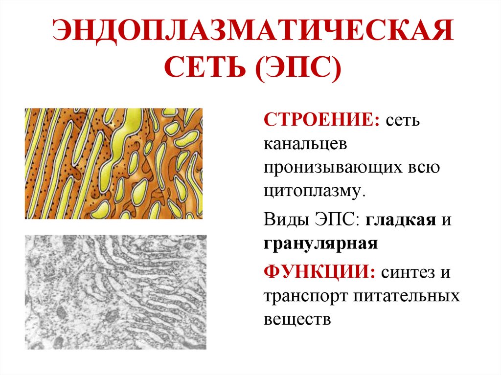 ЭНДОПЛАЗМАТИЧЕСКАЯ СЕТЬ (ЭПС)