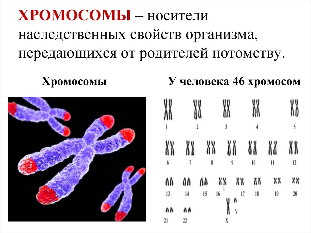 ХРОМОСОМЫ – носители наследственных свойств организма, передающихся от родителей потомству.
