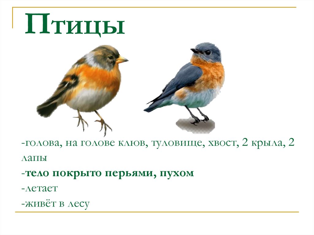 -голова, на голове клюв, туловище, хвост, 2 крыла, 2 лапы -тело покрыто перьями, пухом -летает -живёт в лесу