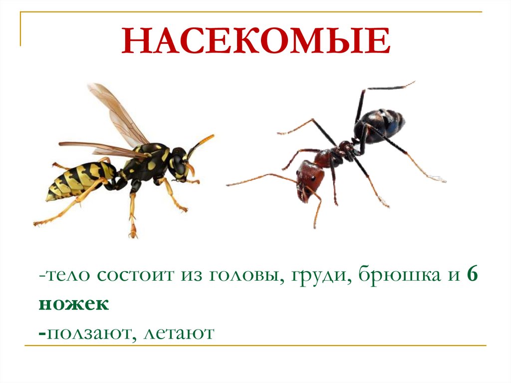 НАСЕКОМЫЕ