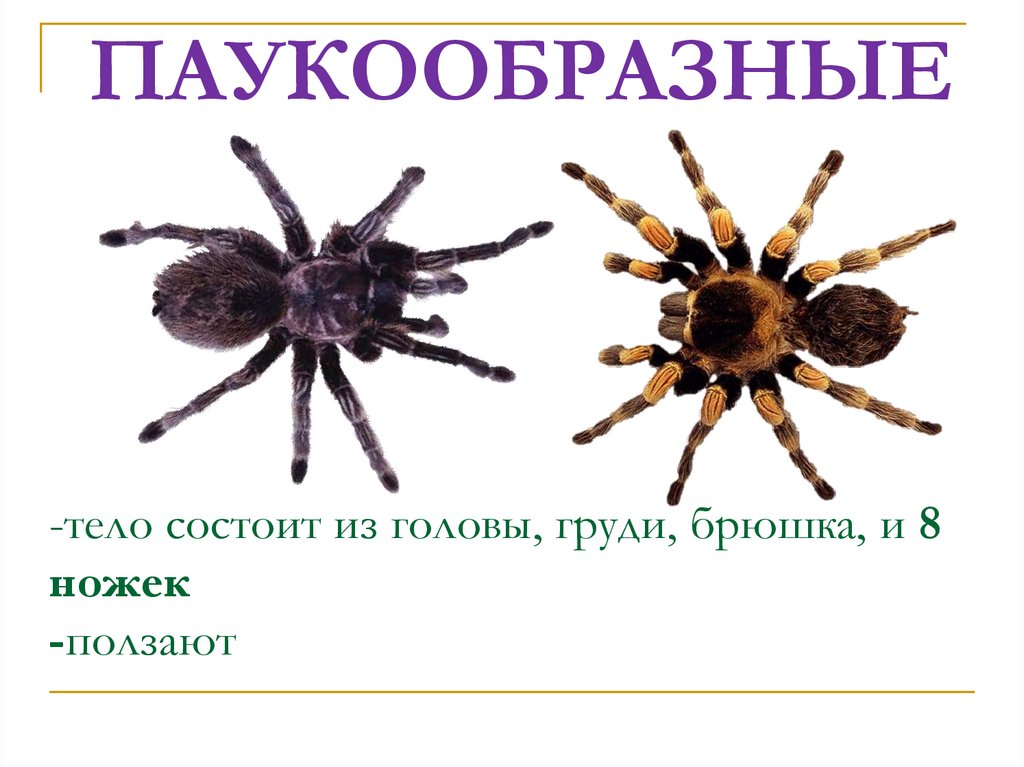 ПАУКООБРАЗНЫЕ