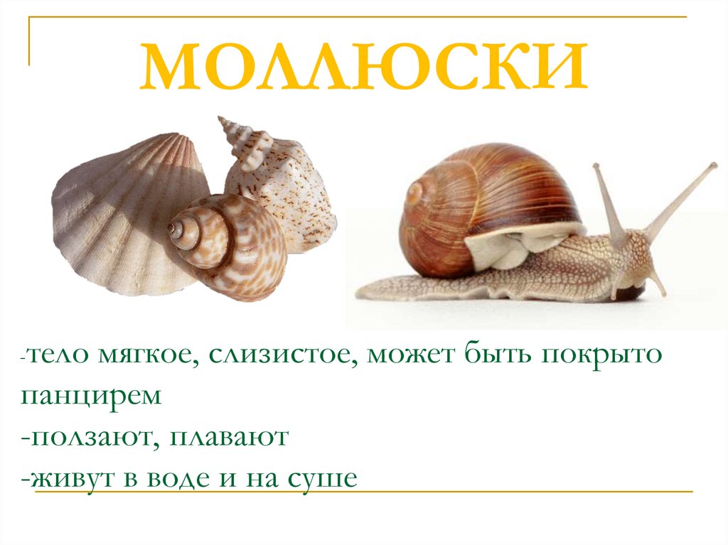 МОЛЛЮСКИ