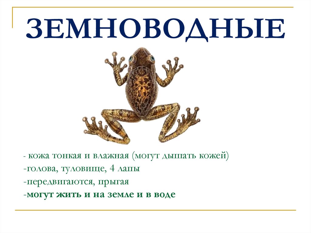 ЗЕМНОВОДНЫЕ