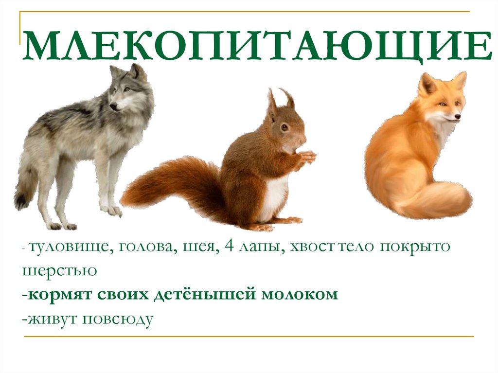 МЛЕКОПИТАЮЩИЕ