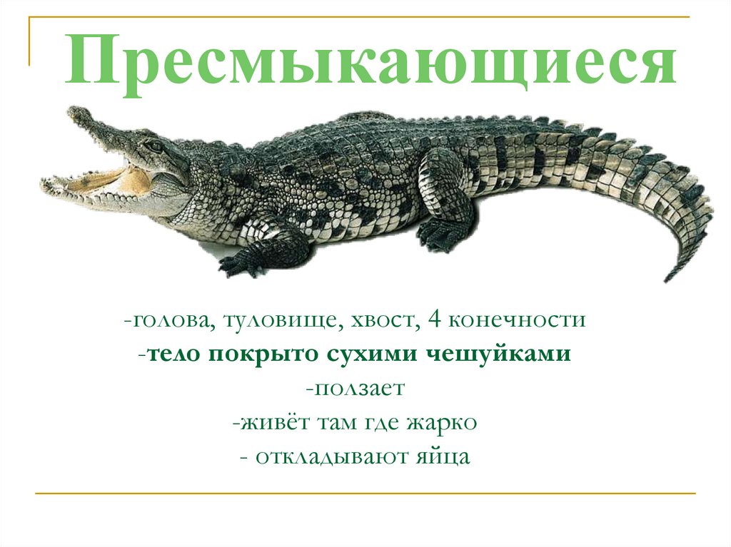 -голова, туловище, хвост, 4 конечности -тело покрыто сухими чешуйками -ползает -живёт там где жарко - откладывают яйца