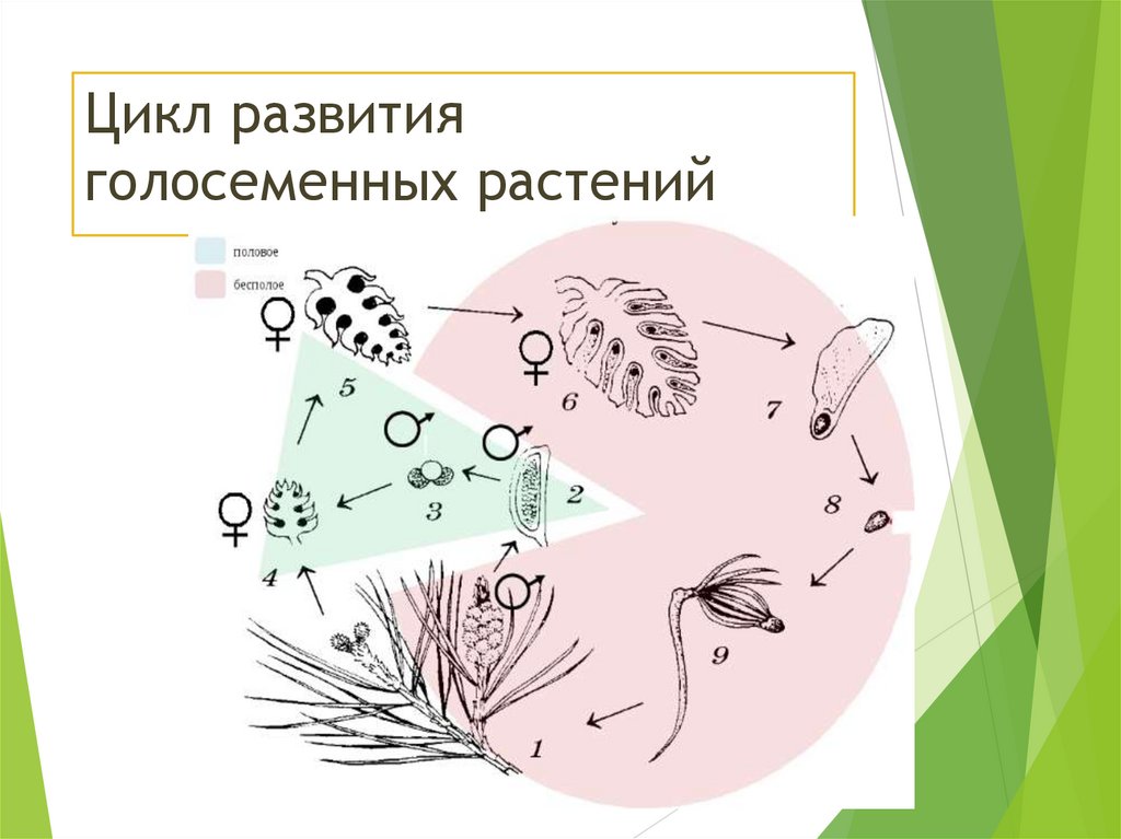 Цикл развития голосеменных растений