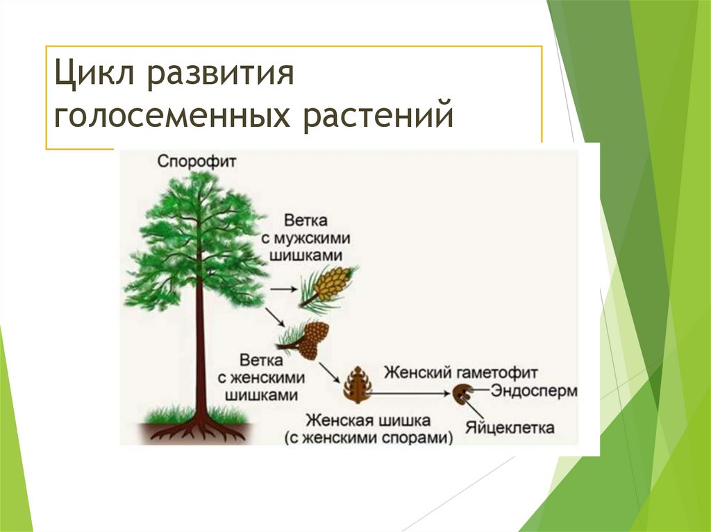 Цикл развития голосеменных растений