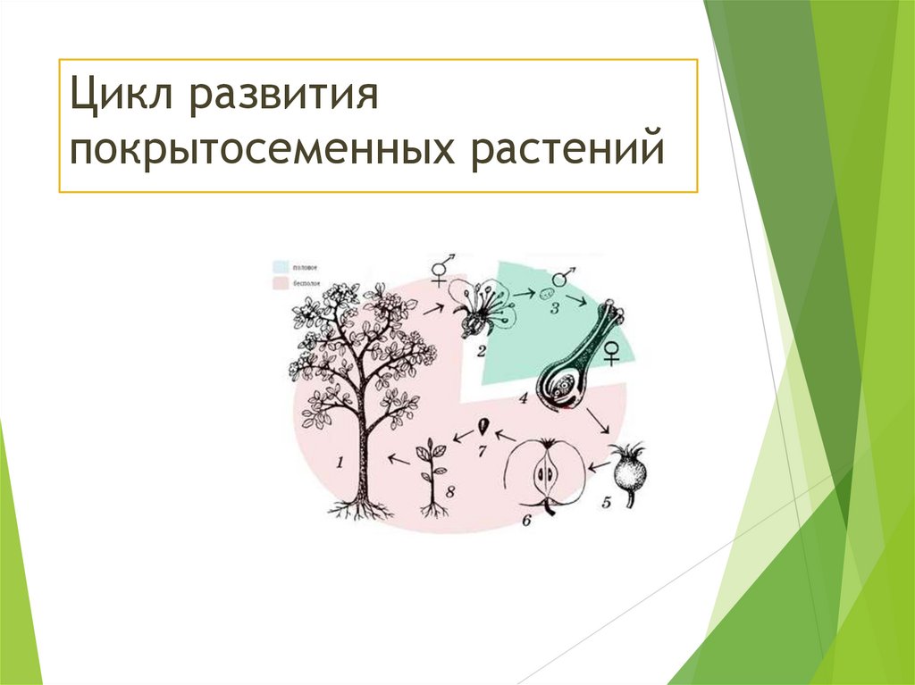 Цикл развития покрытосеменных растений