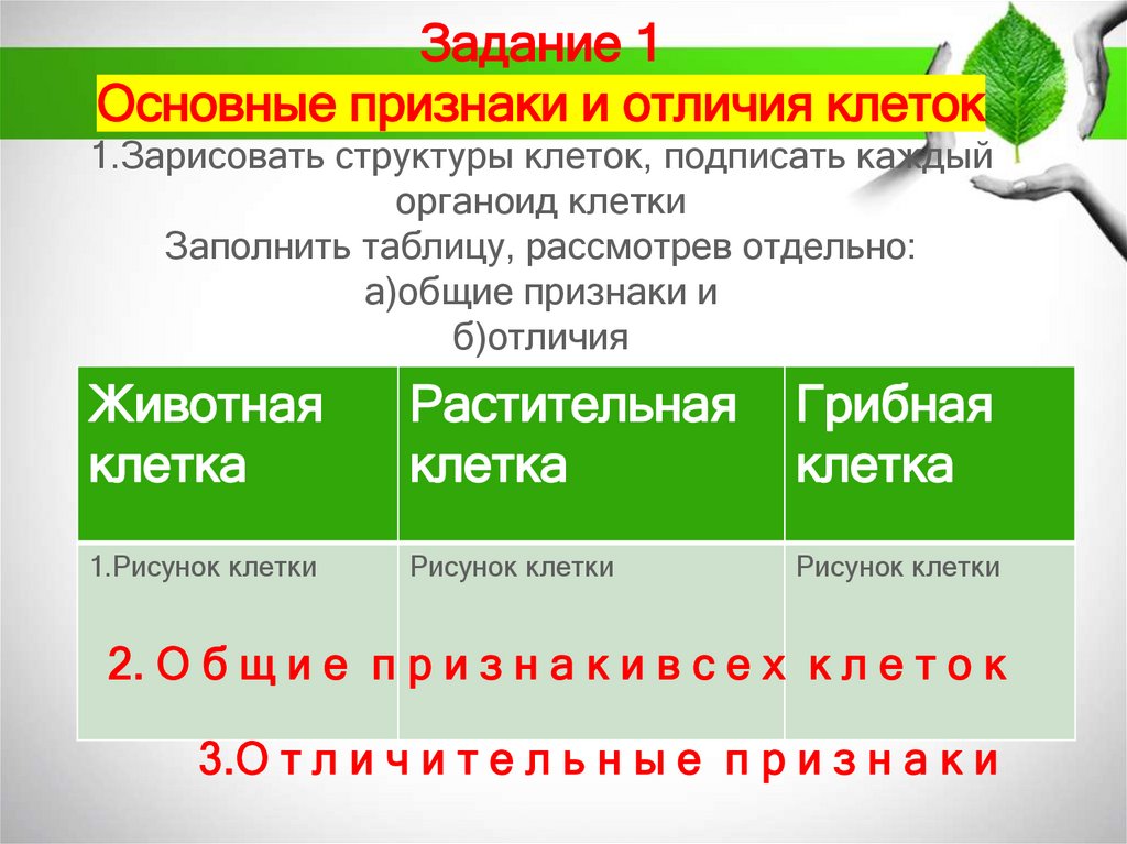 Задание 1 Основные признаки и отличия клеток 1.Зарисовать структуры клеток, подписать каждый органоид клетки Заполнить таблицу,