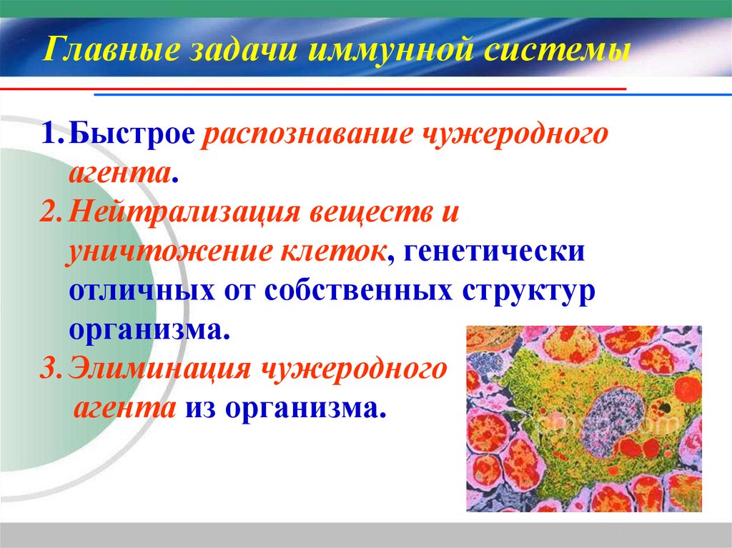Главные задачи иммунной системы
