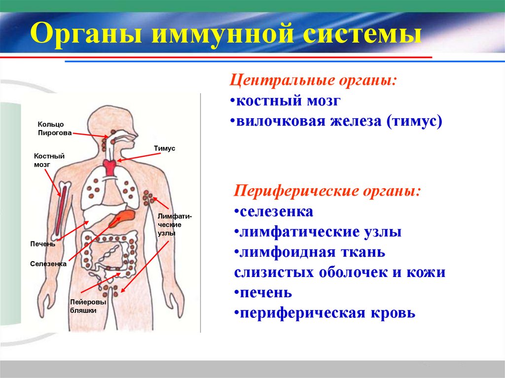 Органы иммунной системы