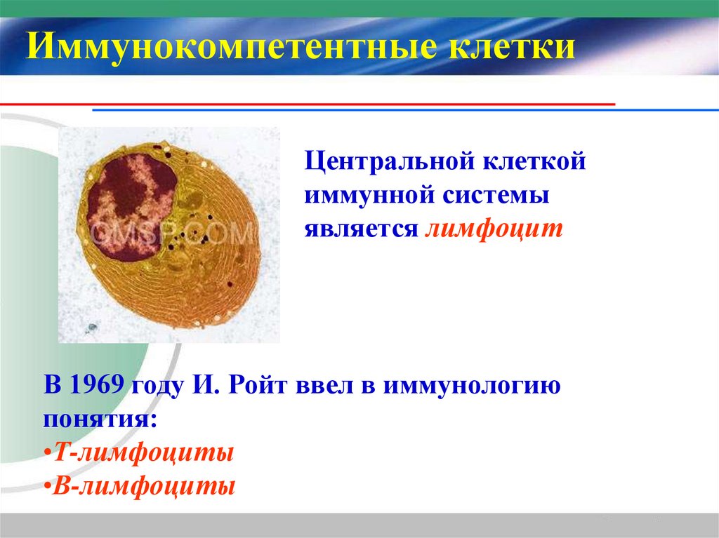 Иммунокомпетентные клетки
