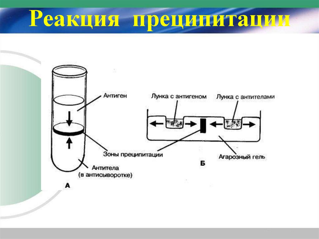 Реакция  преципитации