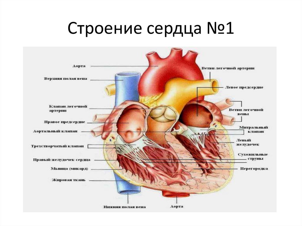Строение сердца №1